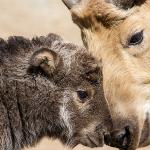 Takin baby and mother nuzzling