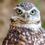 A burrowing owl cocks its head slightly to the right as it stares straight into the camera