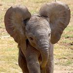 Baby elephant with ears extended