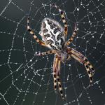 Orb-weaver spider on dew covered web