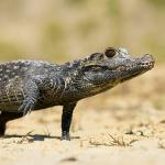 African dwarf crocodile walking on sand dotted with crab grass
