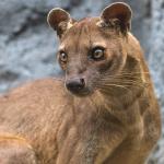 Adult fossa looking off to the left, standing in front of rocky wall.