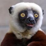 Cockerel's sifaka with mouth sightly agape