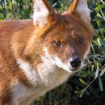 Dhole standing in front of a green shrub.