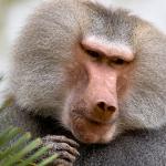 Male hamadryas baboon looking off to the side.