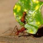 A pair of leafcutter ants carrying a piece of leaf.
