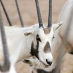 Arabian oryx eating hay.