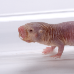 Naked mole rat in a burrow tube.