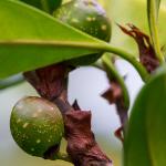 Ficus-figs