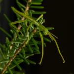 Closeup of a Green Lord Howe Island Stick Insect sitting in a pine tree.