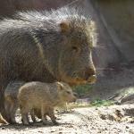 An adult peccary standing next to a baby peccary