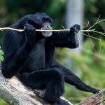 Siamang sitting on a fallen tree with a stick in its mouth