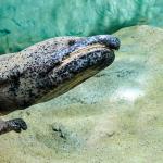 A sideview of a Chinese Giant Salamander swimming through its tank
