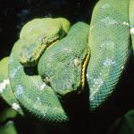 An Emerald Tree Boa coiled on a tree branch
