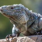 Close-up of rock iguana sitting on a rock