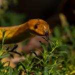 Woma head peaking out of foliage