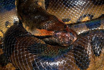 Anaconda curled up