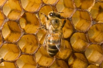 A honeybee on honeycomb