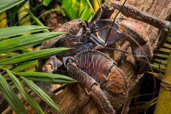 Coconut crab hanging onto a wood log behind a small palm frond