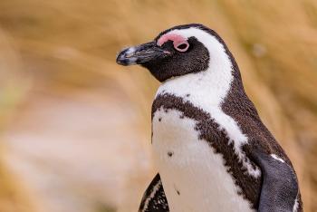 Closeup of an African penguin in front of a field of tall dry grass