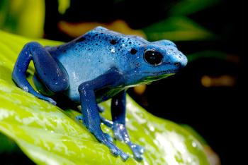 Blue poison frog sitting on a bright green tropical leaf