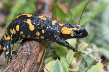 Fire salamander climbing over a small wood branch