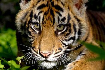 close up of a tiger cub