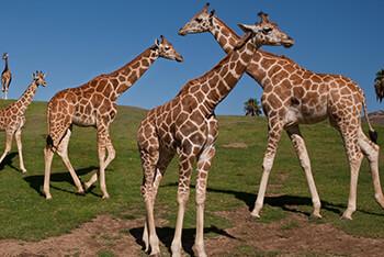 three giraffes on a grassy slope