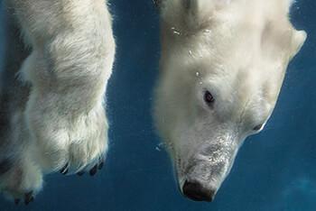 Close up of a polar bear under water