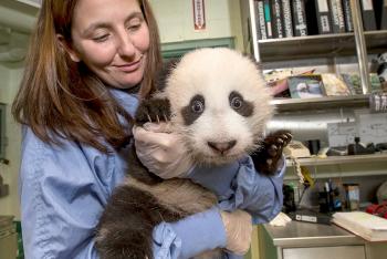 A veterinary technician holds a baby panda