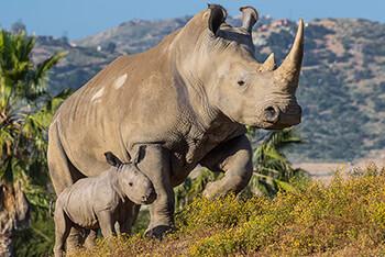 A white rhino with her calf