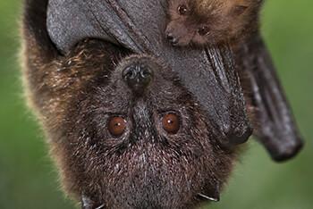 Close up of a Rodriguez fruit bat and her pup