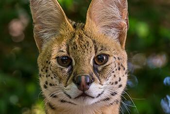 Close up of a serval