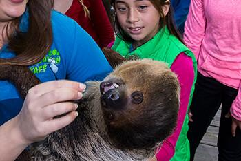 A group of children watch a teacher feed a sloth