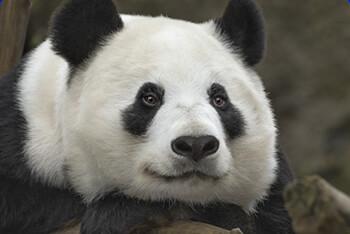 Close up of a giant panda face