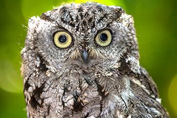 Close up of an owl face