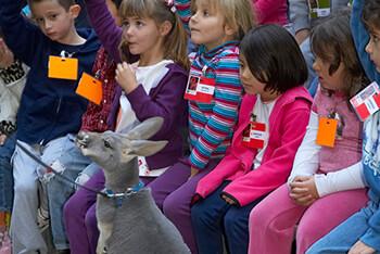 A group of children watching a small kangaroo