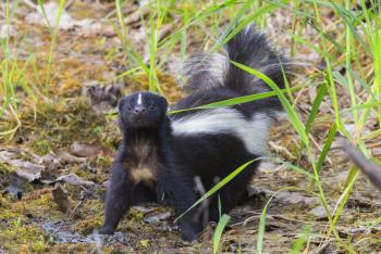 Native skunk catches onto us