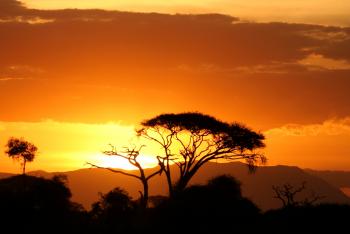 The sun sets behind the African savannah