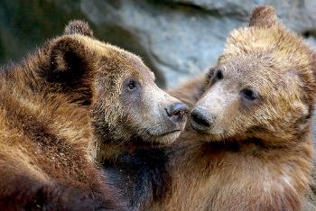 A pair of young grizzly bears