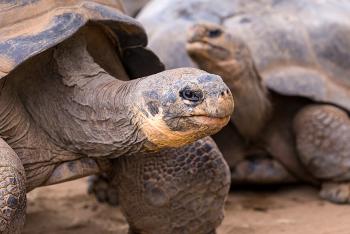 A pair of Galapagos tortoises standing on dirt ground. 