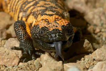 Gila monster lizard facing camera flicking black forked tongue