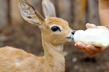 Baby steenbok being bottle-fed by a keeper