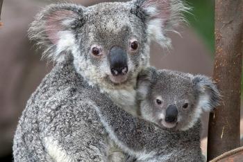 Koala mother holding baby