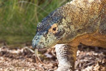 Komodo dragon facing left with it's large forked tongue sticking out.