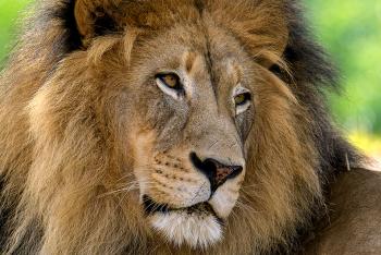 Animals | San Diego Zoo Wildlife Explorers
