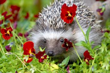 Hedgehog hiding behind pansy flowers