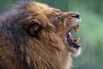 Male lion letting out a big roar