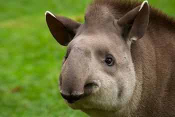 Baird's tapir on a grass field