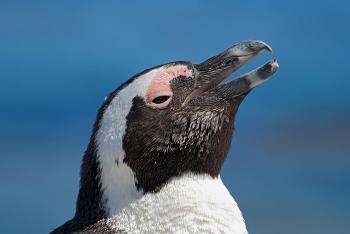 African penguin with beak open in front of blue sky